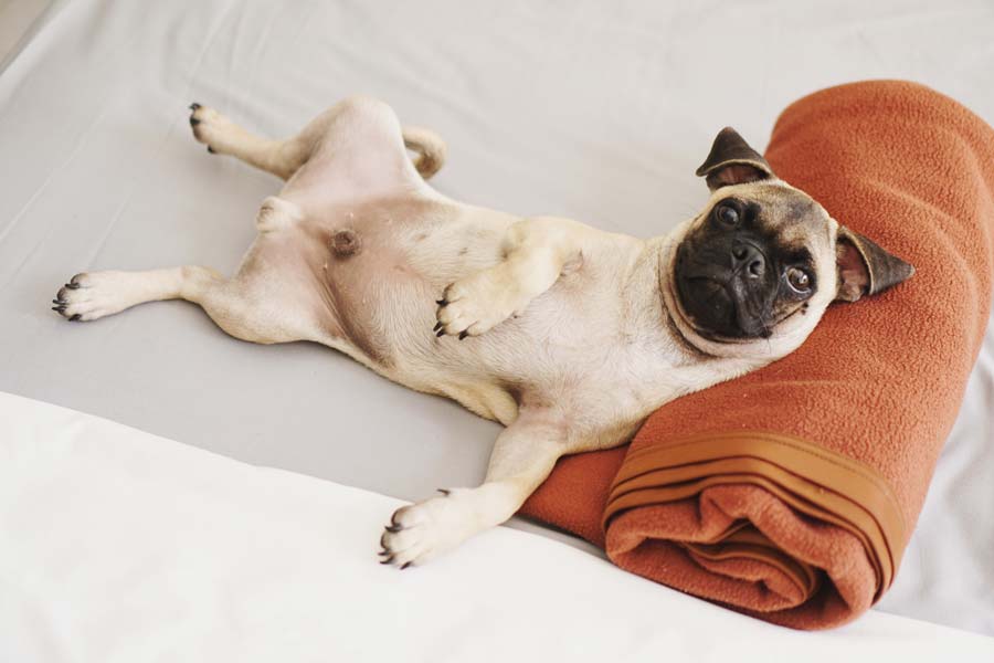Pug lying belly up on white sheet reclining against orange rolled-up blanket