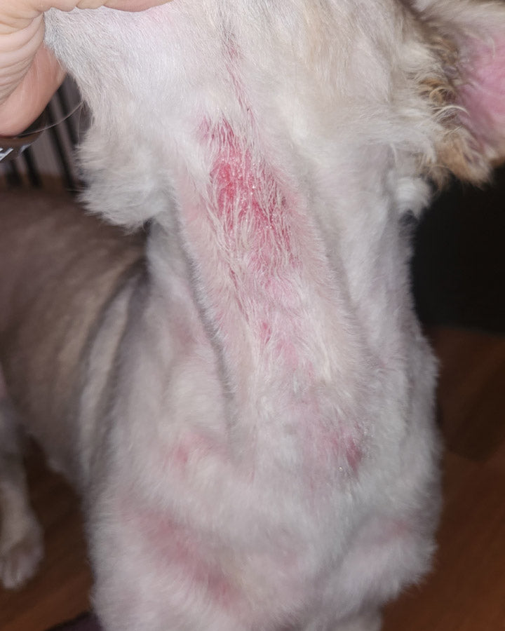 Close-up of dog's throat with acute moist dermatitis (hot spot) and pink surrounding skin due to allergies