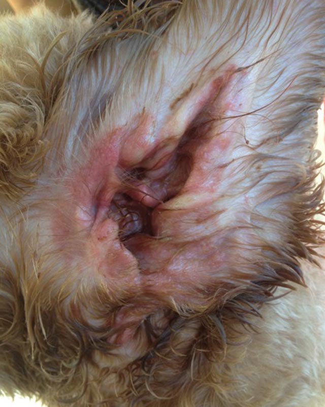 Inside of dog ear with redness in reaction to topical ear medication for infection