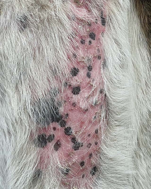 Large patch of missing hair and pink skin on dog's back, likely due to ringworm or demodectic mange