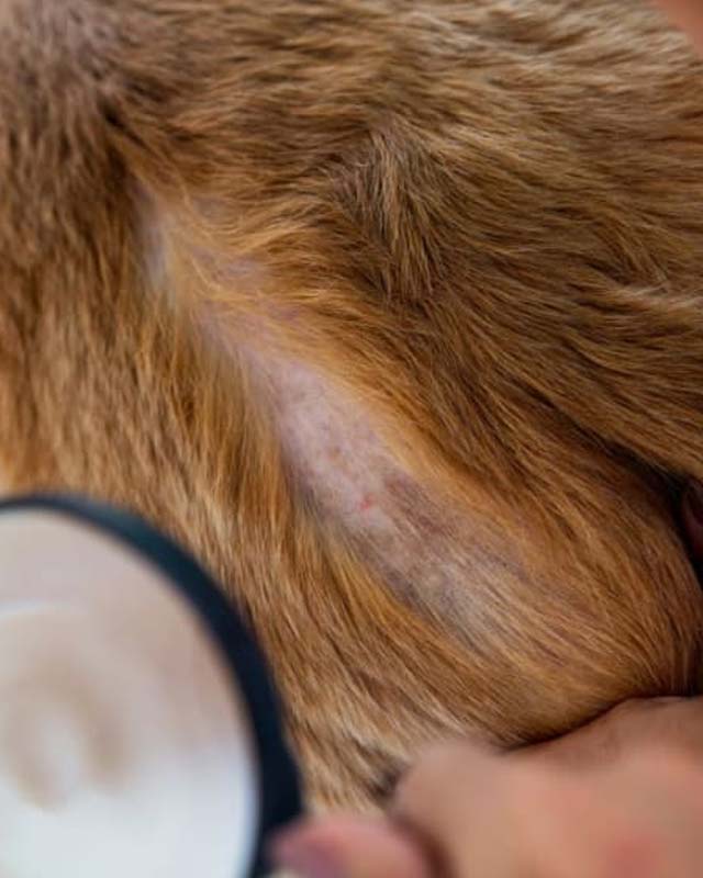 Ringworm lesion with hair loss on dog's back next to tail