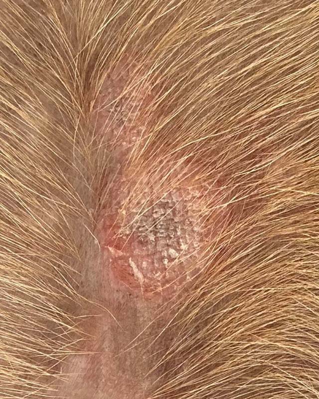 Round lesion with thinning fur, dead skin, and red edges on dog, likely due to ringworm