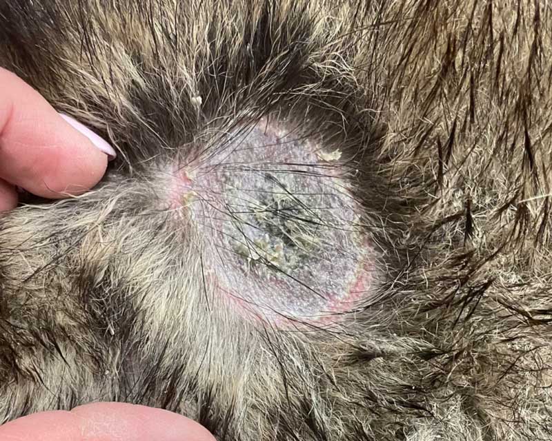 Ringworm lesion with fur loss and yellow crusts of skin