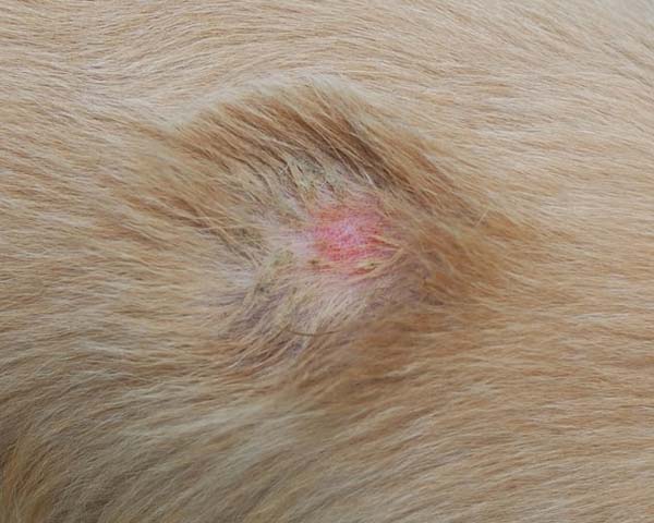 Ringworm on back of blonde dog with medium-short fur