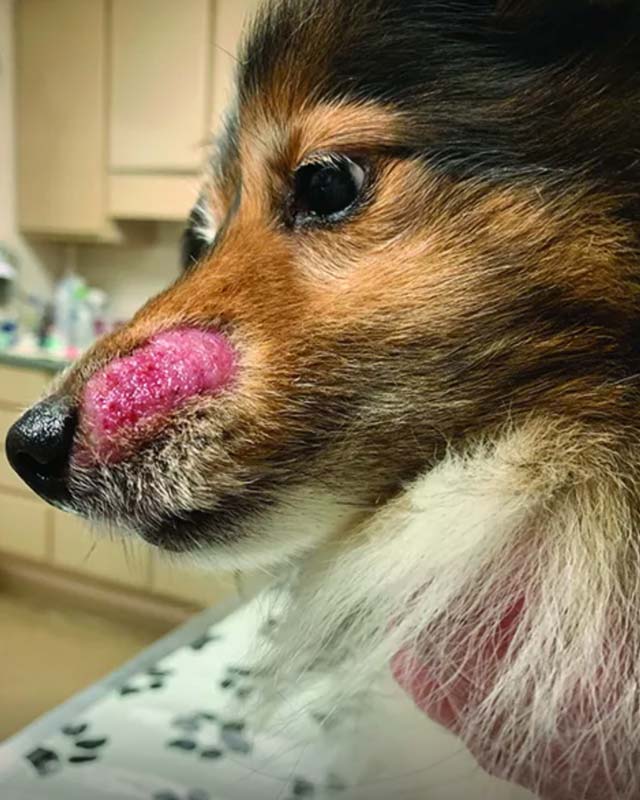 Pink ringworm lesion on snout of miniature Collie dog