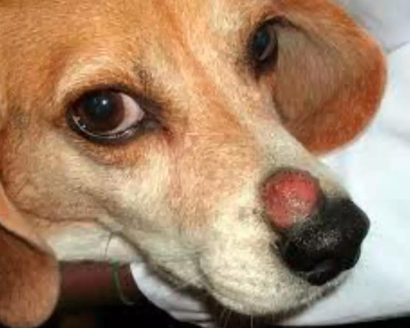 Red ringworm lesion on snout of beagle