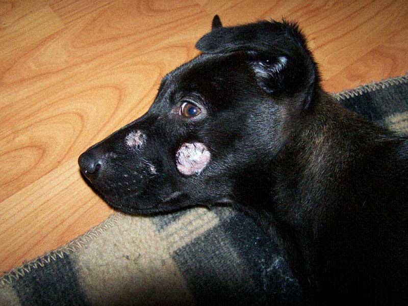 Ringworm lesions on face of young black dog lying on floor