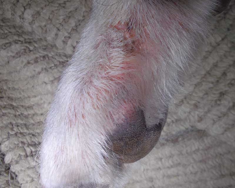 Labrador paw affected by sarcoptic mange mite infestation