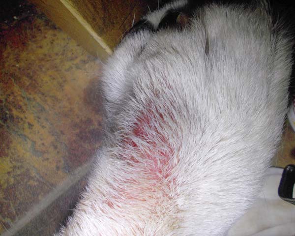 Yellow Lab dog paw with redness due to licking and chewing at scabies mange mites