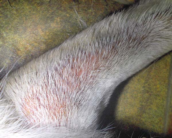 Inner foreleg of yellow Labrador Retriever with aggravated skin due to scabies mange mites