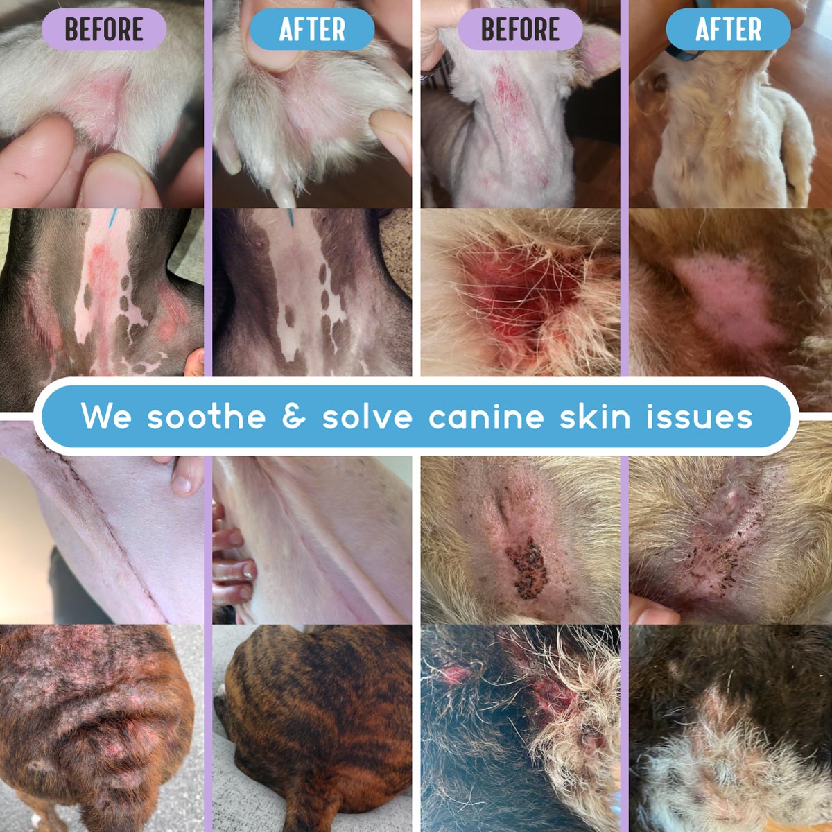 Collage of before and after comparisons of various dog skin issues successfully treated and healed with RadiQuell® Canine; text overlay reads We soothe and solve canine skin issues
