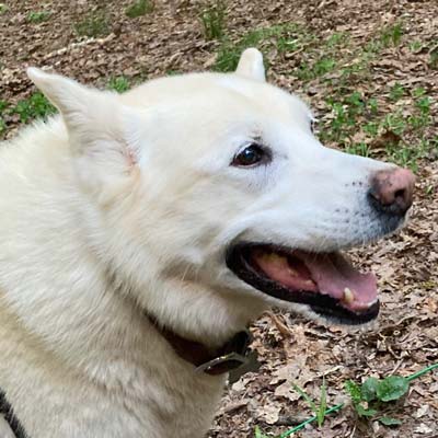Close-up of face of happy, senior mixed-breed dog with white fur