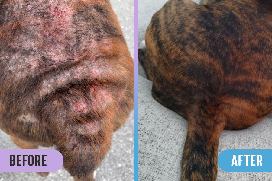 Before and after comparison of a brindle-coated dog's back with severe atopic dermatitis, missing hair, and sores versus clear, healthy skin and regrown fur