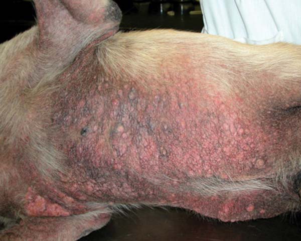 Severe case of scabies on belly of dog on veterinary examination table