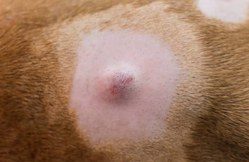 Sebaceous cyst on back of brown dog with shaved fur