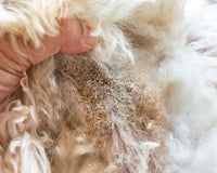 Canine Seborrhea: Symptoms, Causes & Solutions – Lavengel
