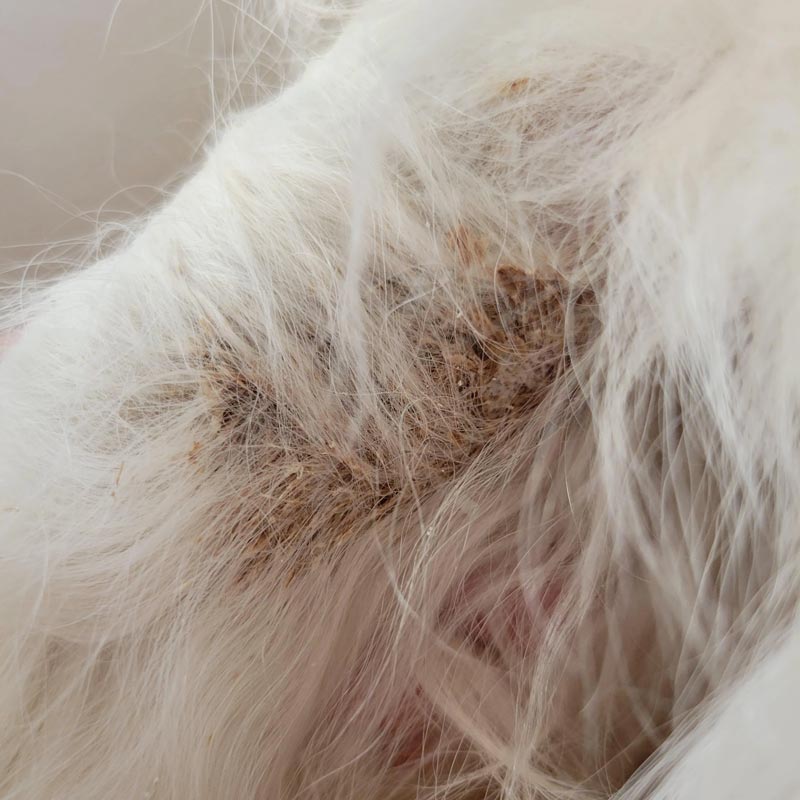 Patch of crusty seborrhea sicca on leg of English Cream Retriever dog