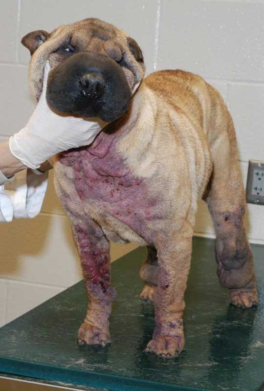 Young Shar Pei dog with demodex mange on chest and front and back legs