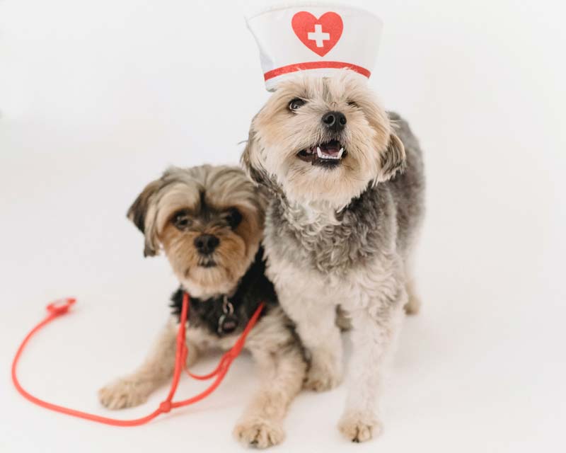 Two shih tzu dogs wearing nurse costume hat and red stethoscope
