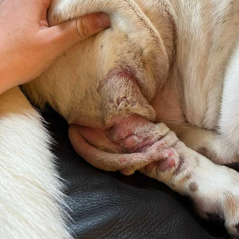 Skin fold dermatitis with Malassezia yeast infection on hind leg of basset hound dog