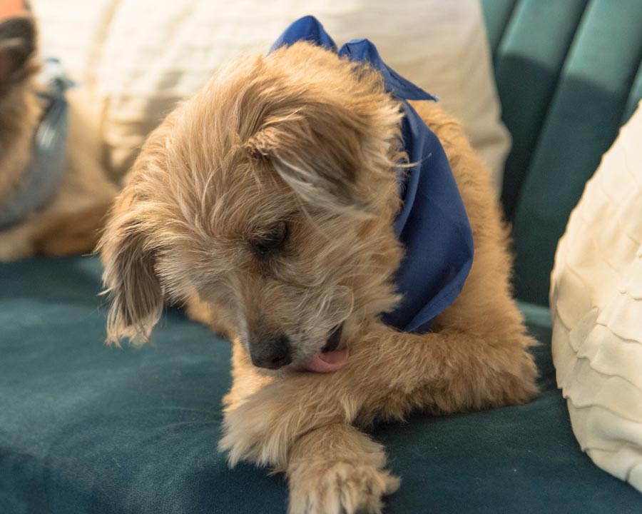 Small blonde dog with blue bandanna lies on turquoise couch licking front paw