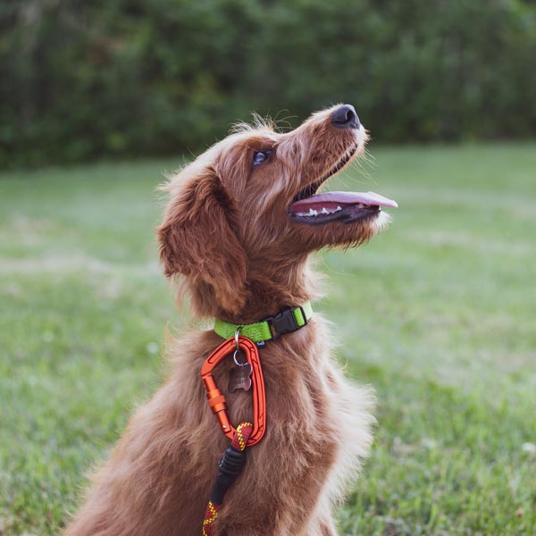 Small dog with wiry brown fur and green collar sitting in grassy field looking up 