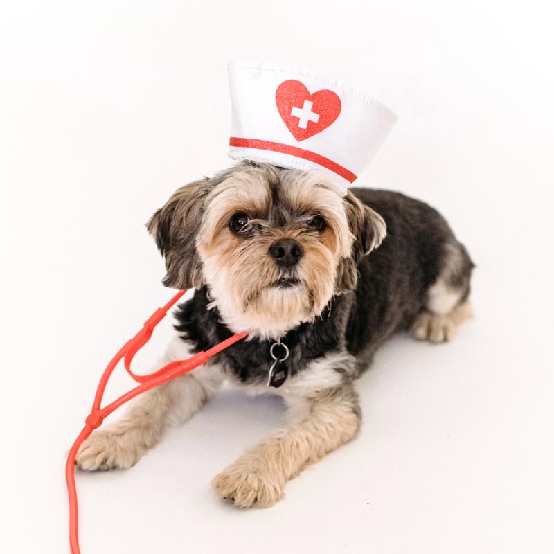 Small Morkie dog wearing white nurse hat and red plastic stethoscope lies down on white background