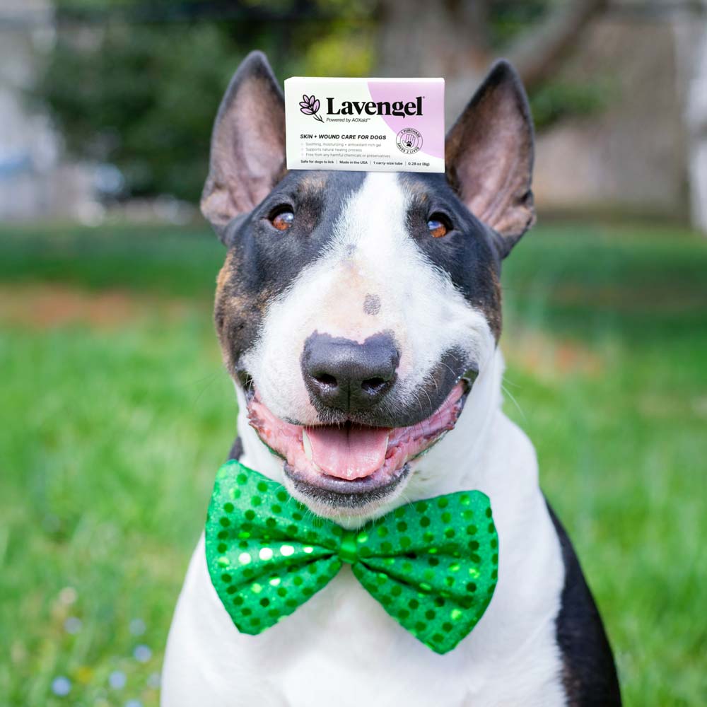 Happy English bull terrier wearing bright green bow tie poses with Lavengel box balancing on top of head