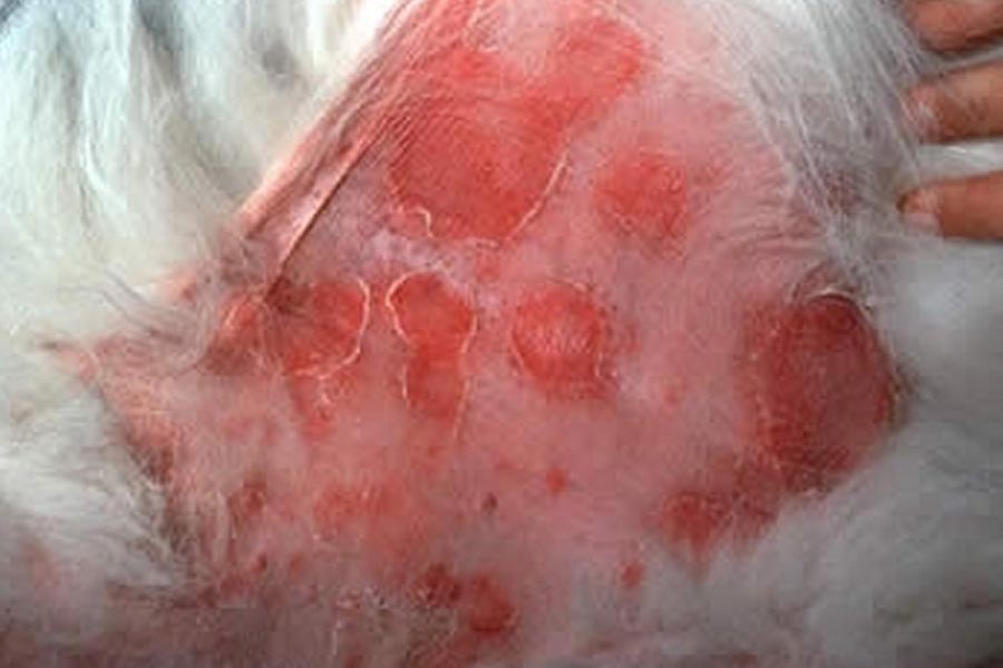 Red lesions with crusty edges on dog belly caused by pyoderma bacterial infection