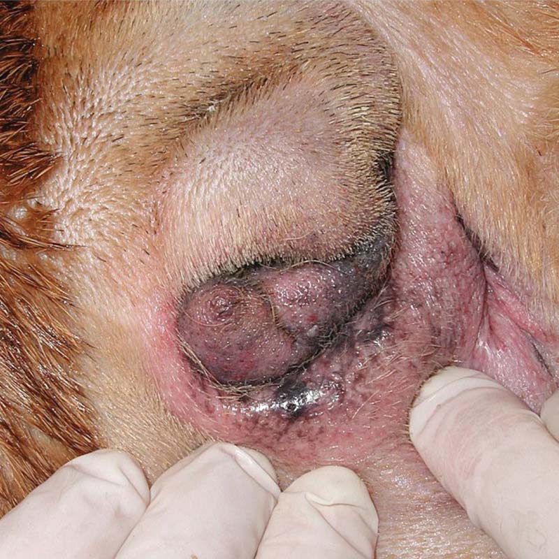 Tail fold dermatitis around in-grown screw tail of English bulldog