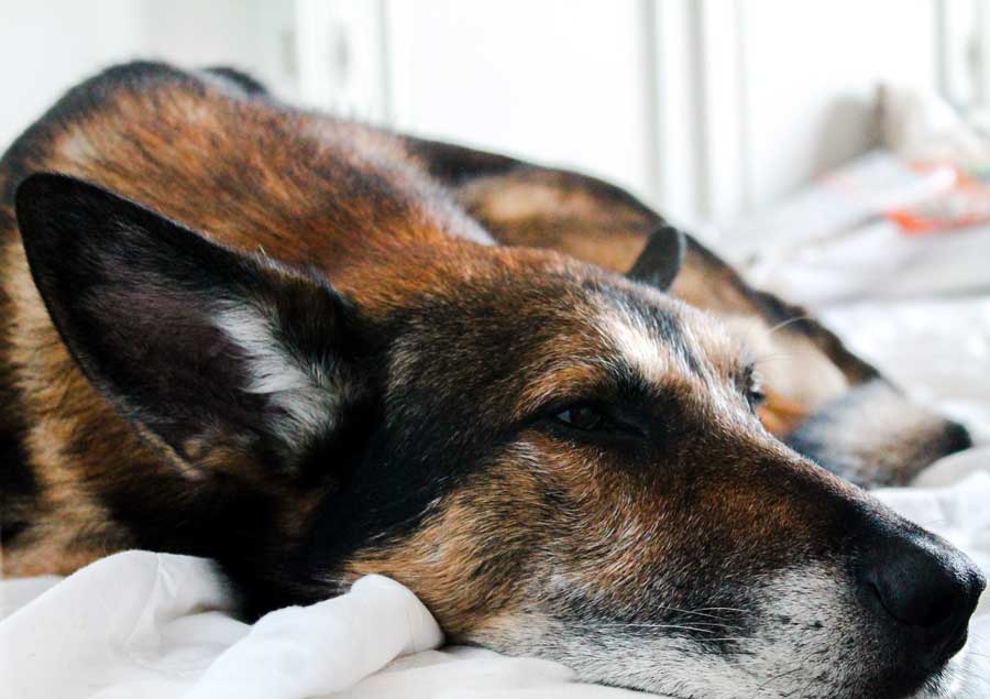 Closeup of tired, senior German Shepherd mix lying down on white blanket