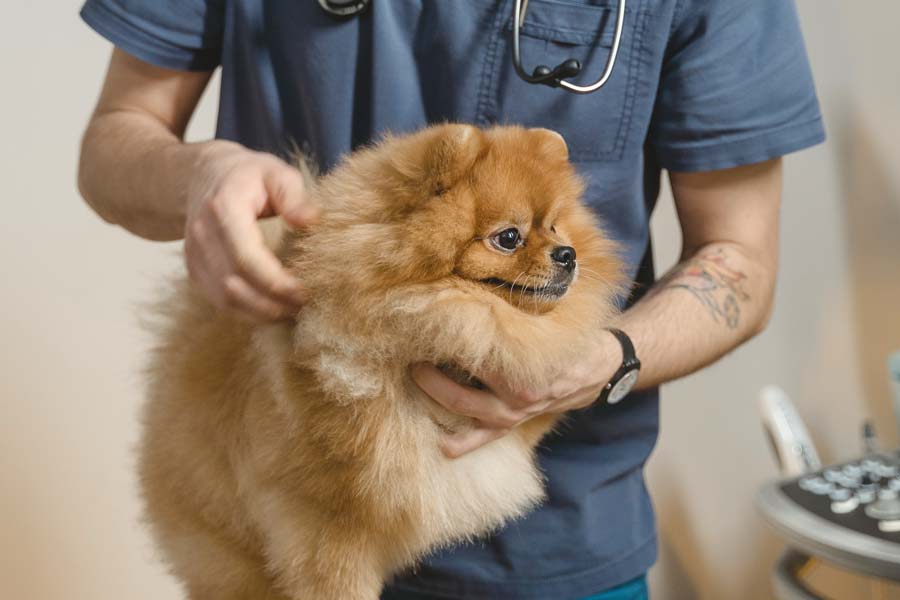 Veterinarian in blue scrubs examines fluffy brown Pomeranian