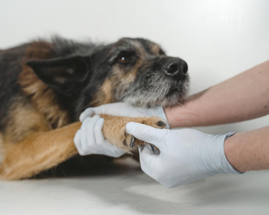 Person with white Latex gloves examines paw and nails of senior Germam Shepherd mix
