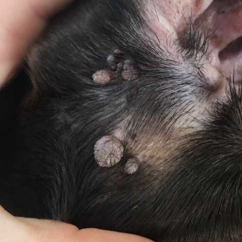 Warts on inside of black dog ear