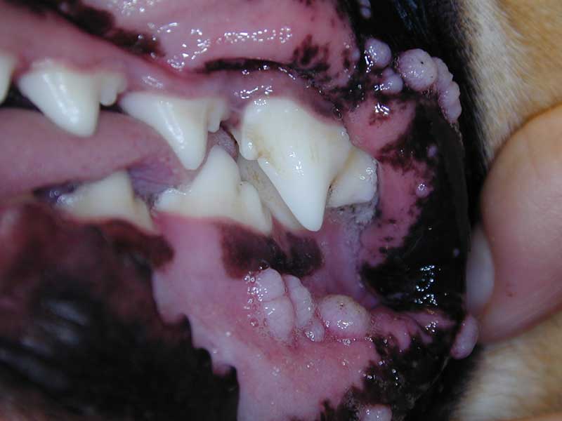 Clusters of pink warts (papillomas) on inside of dog's mouth