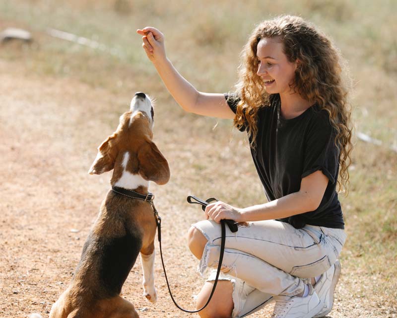 Kneeling woman in ripped jeans and black shirt teaches a beagle tricks on a dirt path