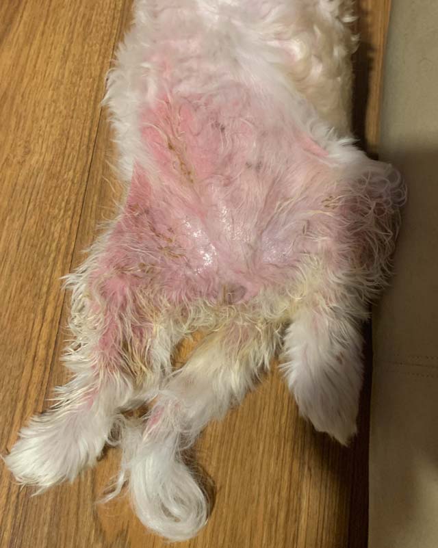 Yeast and bacterial dermatitis with redness and yellowed fur on belly and hind legs of white dog