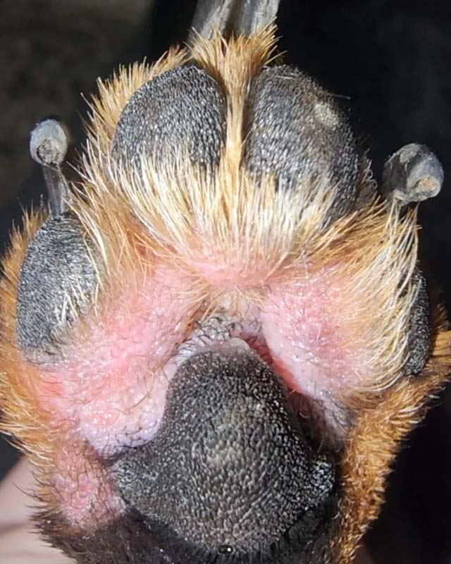 Yeast infection with inflamed, pink skin between pads on dog's paw