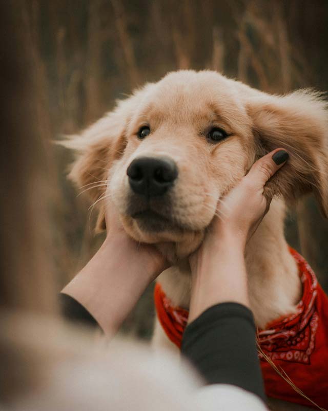 Woman holds up head of young Golden Retriever wearing red bandanna around neck