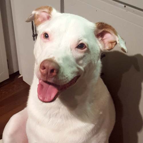 White Pitbull mix sitting on wooden floor